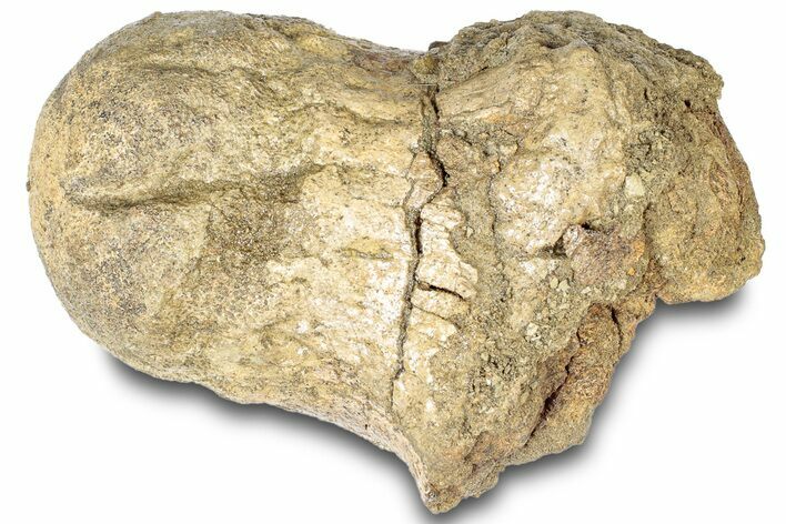 Dinosaur (Triceratops) Occipital Condyle - T-Rex Predation Marks #308275